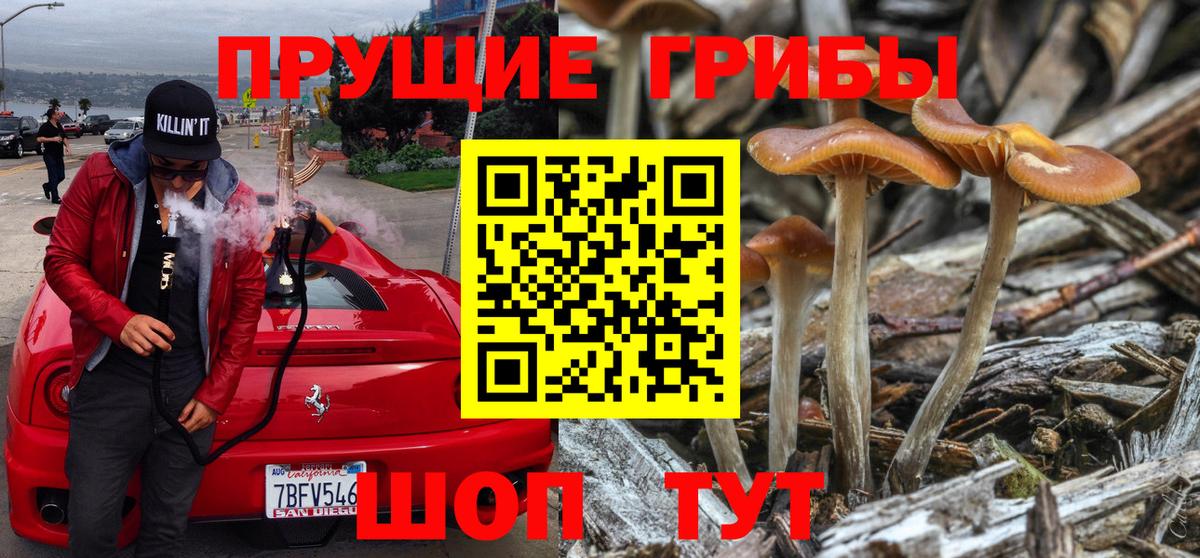 Осинники  Псилоцибиновые грибы прущие грибы  Вход с VPN  Псилоцибиновые грибы MAGIC MUSHROOMS 